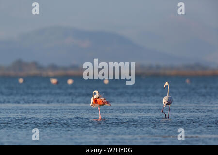 Plus de flamants roses (phoenicopterus roseus) debout dans l'eau bleue Banque D'Images