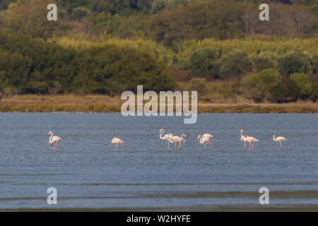 Plusieurs plus de flamants roses (phoenicopterus roseus) dans l'eau d'alimentation Banque D'Images