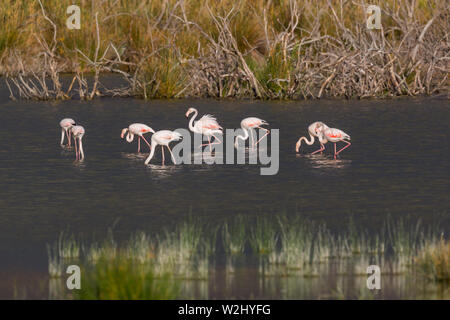 Plus naturelles des flamants roses (phoenicopterus roseus) debout dans l'eau peu profonde Banque D'Images