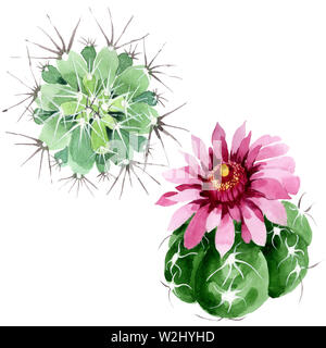 Cactus vert botanique floral fleurs. Lame de ressort sauvages isolés de fleurs sauvages. Contexte aquarelle illustration set. Aquarelle Dessin fashion aquar Banque D'Images