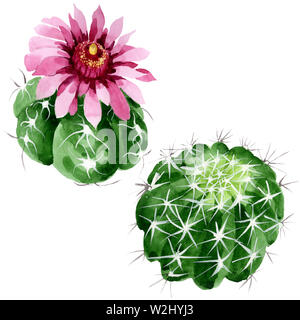 Cactus vert botanique floral fleurs. Lame de ressort sauvages isolés de fleurs sauvages. Contexte aquarelle illustration set. Aquarelle Dessin fashion aquar Banque D'Images