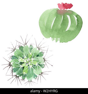 Cactus vert botanique floral fleurs. Lame de ressort sauvages isolés de fleurs sauvages. Contexte aquarelle illustration set. Aquarelle Dessin fashion aquar Banque D'Images