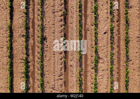 Vue aérienne du champ de soja cultivés comme motif de fond, plantation de soja de drone pov, vue d'en haut Banque D'Images