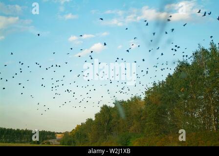 Un troupeau de tours sur un terrain en pente à l'automne, la Russie Banque D'Images