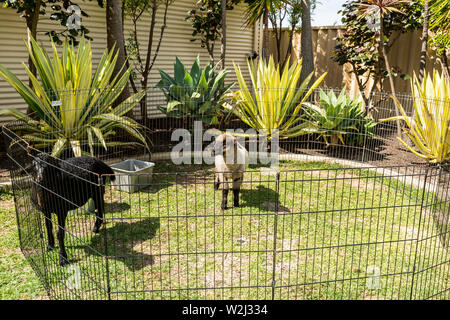 Deux agneaux dans stylo dans une banlieue backyard Banque D'Images