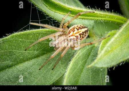 Orb Weaver, araignée Araneus sp. 'Brisbane', dans le feuillage. Queensland, Australie Banque D'Images