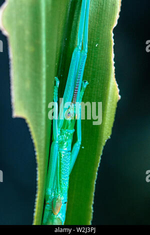Megacrania batesii, le Peppermint Stick insect, trouvé seulement dans une petite partie de l'rainforst Daintree, Queensland, Australie Banque D'Images