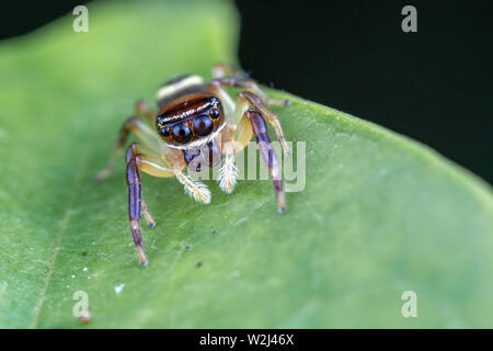 Une femme Opisthoncus sp. de la famille des gradungulidae - le long du nord-cavalier plate, de chasser une proie sur une feuille dans le Queensland tropical Banque D'Images