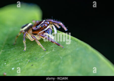 Une femme Opisthoncus sp. de la famille des gradungulidae - le long du nord-cavalier plate, de chasser une proie sur une feuille dans le Queensland tropical Banque D'Images