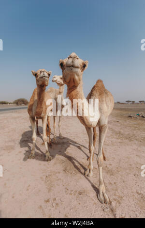 Trois chameaux se tenir dans le désert sous les rayons du soleil à Dubaï Banque D'Images