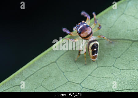 Une femme Opisthoncus sp. de la famille des gradungulidae - le long du nord-cavalier plate, de chasser une proie sur une feuille dans le Queensland tropical Banque D'Images