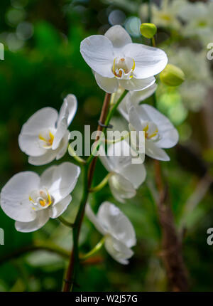 Une succursale d'une belle orchidée à l'extérieur, au milieu de la nature Banque D'Images