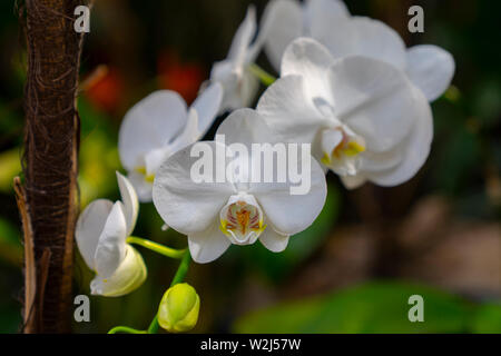 Une succursale d'une belle orchidée à l'extérieur, au milieu de la nature Banque D'Images