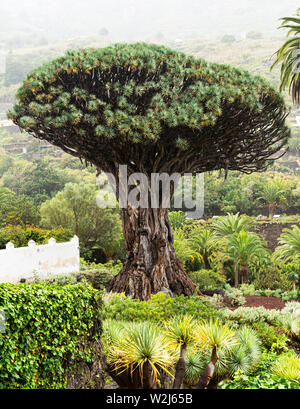 Vue d'un jardin botanique et un célèbre arbre millénaire Drago à Icod de los VInos, Tenerife, Îles Canaries Banque D'Images