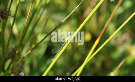 Green dragon-fly, libellule près de pond en été Banque D'Images