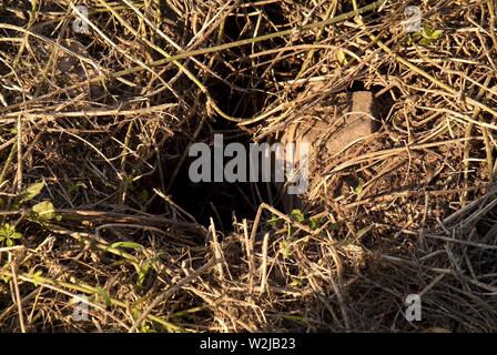 Parcs ET LOISIRS VOLUME 1 : parc Boyd du Nouveau-Brunswick, New Jersey. Banque D'Images