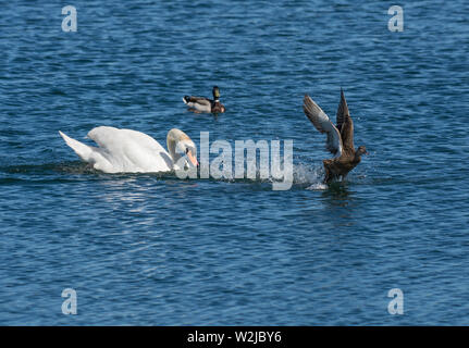 Cygne muet, Cygnus olor, chasing femelle Canard colvert, Anas platyrhynchos, sur le lac dans le Lancashire, Royaume-Uni Banque D'Images