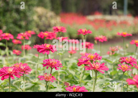 Belle fleur gerbera dans jardin. Banque D'Images