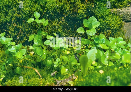 Peu de fleurs sauvages qui poussent sur les choux vert mousse Polytric brillant avec des gouttelettes de pluie sur une journée d'été. Banque D'Images