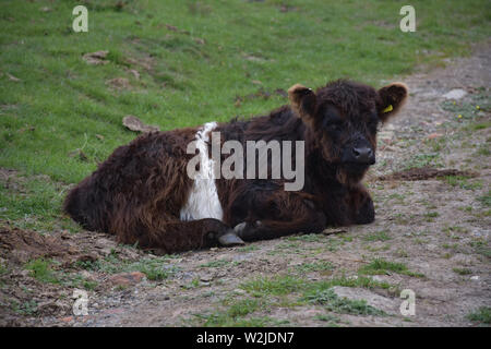 Sweet veau shaggy dormir dans le Nord de l'Angleterre. Banque D'Images