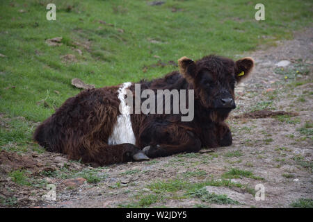 Dormir mignon de veau à ceinture dans le Nord de l'Angleterre. Banque D'Images