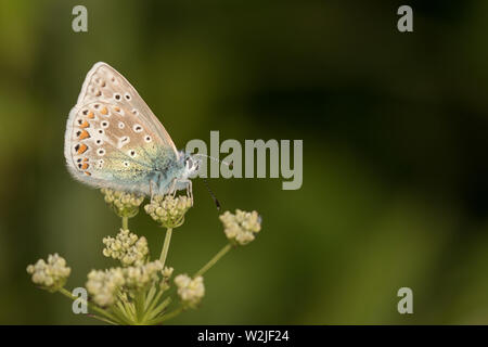 Papillon bleu commun (mâle) Banque D'Images