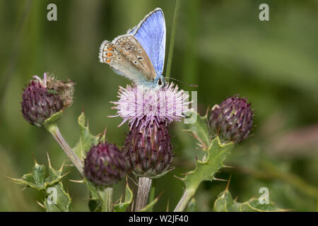 Papillon bleu commun (mâle) Banque D'Images