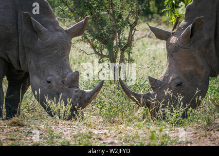 Deux rhinocéros blancs du Sud portrait dans le parc national Kruger, Afrique du Sud ; Espèce Ceratotherium simum simum famille des Rhinocerotidae Banque D'Images