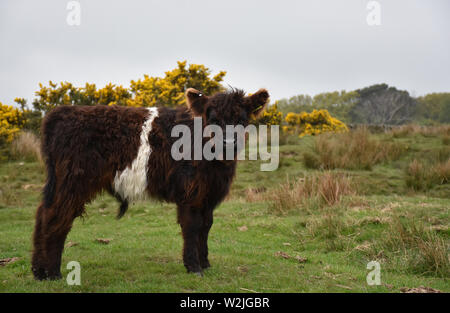 Jolie ceinture veau sur la lande au nord de l'Angleterre. Banque D'Images