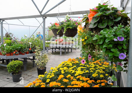 Jardin intérieur shop marigold plantes, fleurs en pots et paniers suspendus à vendre en été dans Bute Park Cardiff Wales UK KATHY DEWITT Banque D'Images