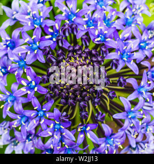 Un plan macro sur la vue de dessus d'un portugais squill la floraison. Banque D'Images