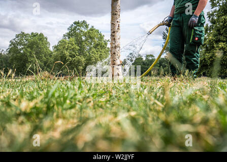 09 juillet 2019, Hessen, Frankfurt/Main : Un employé de l'Eaux des parcs l'un des jeunes fraîchement planté de bouleaux dans Grueneburgpark. Lors d'une conférence de presse, le Bureau a fourni des informations sur les conséquences de la sécheresse de l'an dernier. 36 arbres sont morts dans le parc et ont à être abattus pour des raisons de sécurité. Photo : Frank Rumpenhorst/dpa Banque D'Images