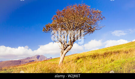 Mourir vieux arbre solitaire au milieu de nulle part un jour d'été Banque D'Images