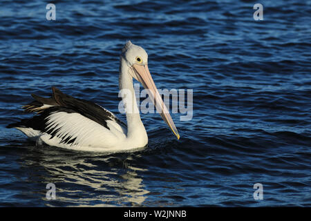 Un Australien, Pelecanus conspicillatus, natation Banque D'Images