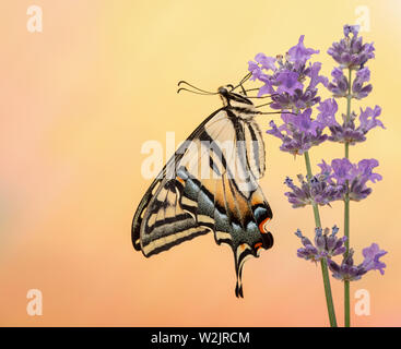 Un western tiger swallowtail Butterfly (Papilio rutulus) - sur un fond coloré Banque D'Images