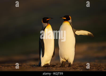 Close up de manchots royaux (Aptenodytes patagonicus) debout sur une côte sableuse au lever du soleil, îles Falkland. Banque D'Images