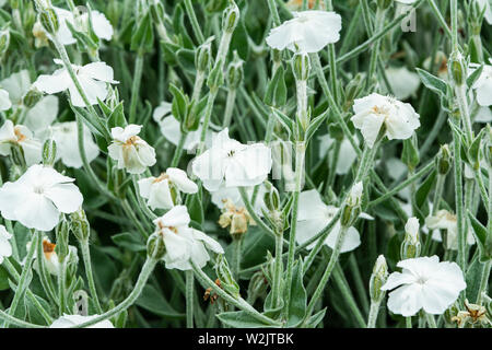 Rose à fleurs blanches (campion Lychnis coronaria 'Alba') Banque D'Images
