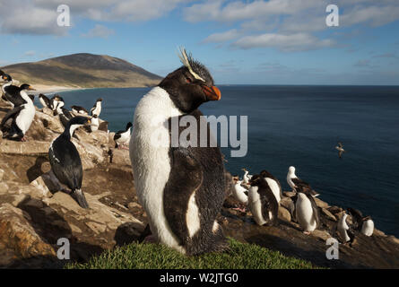 Close up d'un manchot gorfou sauteur (Eudyptes chrysocome) debout dans un groupe de manchots et de cormorans impériaux sur une zone côtière de Îles Falkland. Banque D'Images