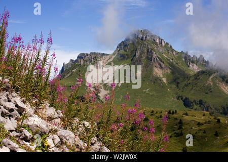 L'Loucherhorn de le sentier panoramique sur la Schynige Platte, Oberland Bernois, Suisse, avec Rosebay Willowherb au premier plan Banque D'Images