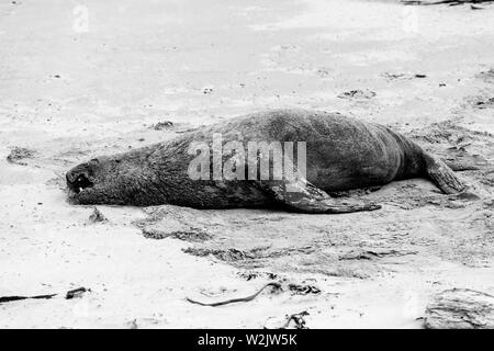 Un lion de mer dormir dans le sable à Surat Bay, la Catlins, île du Sud, Nouvelle-Zélande Banque D'Images