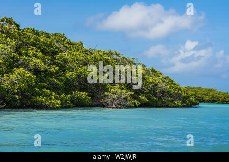 La forêt de mangrove de los Roques venezuela Banque D'Images