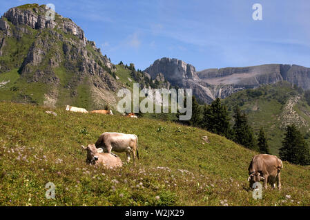 Loucherhorn de Schynige Platte, Oberland Bernois, Suisse : les vaches laitières sur pâturage riche sur le Ussri Sägissa Louchera ci-dessous ; et au-delà de Winteregg Banque D'Images