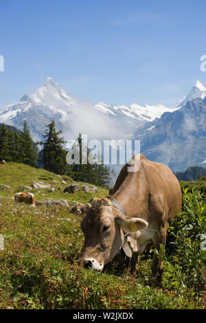 Swiss vache brune sur le pâturage riche de Louchera près de Schynige Platte, la Suisse, avec les sommets enneigés du Tibet et Finsteraarhorn au-delà Banque D'Images