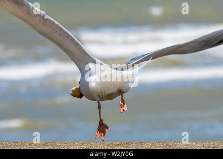 European Herring Gull (Larus argentatus), décollant de digue en station balnéaire avec un grand morceau de pain en bec Banque D'Images