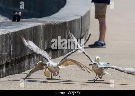 Européen des jeunes goélands argentés (Larus argentatus) combats restes / restes de touristes à seaside resort Banque D'Images