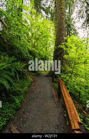 Hoh Rain Forest est situé à Washington, Etats-Unis d'Amérique, nature, paysage, l'arrière-plan, de la faune, le wapiti, le tourisme, Voyages USA, Amérique du Nord, Banque D'Images