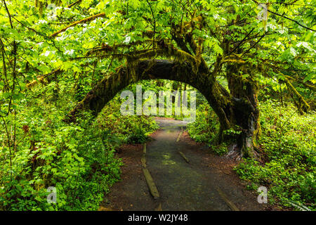 Hoh Rain Forest est situé à Washington, Etats-Unis d'Amérique, nature, paysage, l'arrière-plan, de la faune, le wapiti, le tourisme, Voyages USA, Amérique du Nord, Banque D'Images