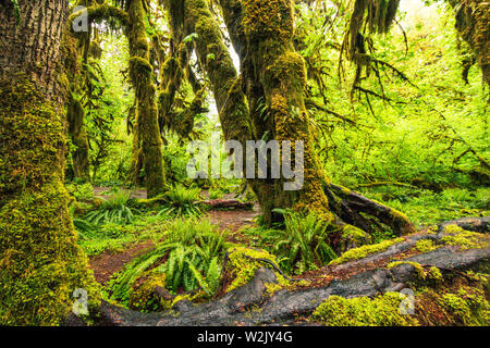 Hoh Rain Forest est situé à Washington, Etats-Unis d'Amérique, nature, paysage, l'arrière-plan, de la faune, le wapiti, le tourisme, Voyages USA, Amérique du Nord, Banque D'Images