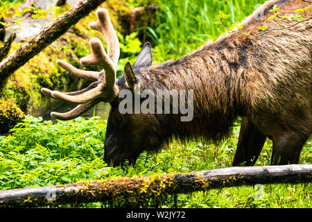 Hoh Rain Forest est situé à Washington, Etats-Unis d'Amérique, nature, paysage, l'arrière-plan, de la faune, le wapiti, le tourisme, Voyages USA, Amérique du Nord, Banque D'Images