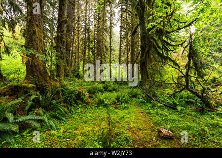 Hoh Rain Forest est situé à Washington, Etats-Unis d'Amérique, nature, paysage, l'arrière-plan, de la faune, le wapiti, le tourisme, Voyages USA, Amérique du Nord, Banque D'Images